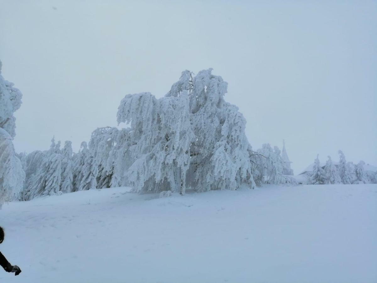 Colt De Rai - Camera De Inchiriat Решица Экстерьер фото